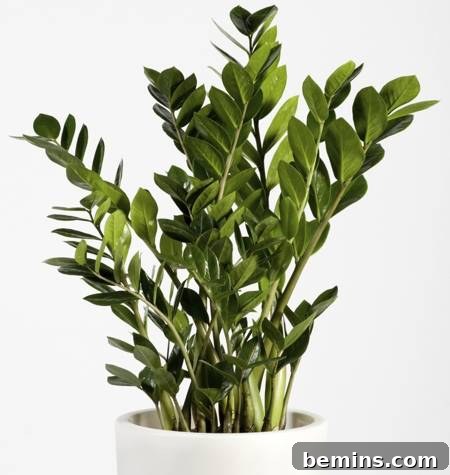 8 Foolproof Houseplants for Thriving College Students 6 ZZ Plant