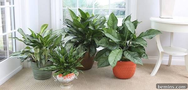 8 Foolproof Houseplants for Thriving College Students 7 Chinese Evergreen plants
