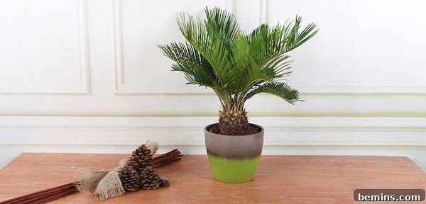 8 Foolproof Houseplants for Thriving College Students 8 Sago Palm Plant