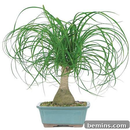 8 Foolproof Houseplants for Thriving College Students 9 Ponytail Palm