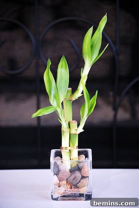 8 Foolproof Houseplants for Thriving College Students 10 Lucky Bamboo Plant