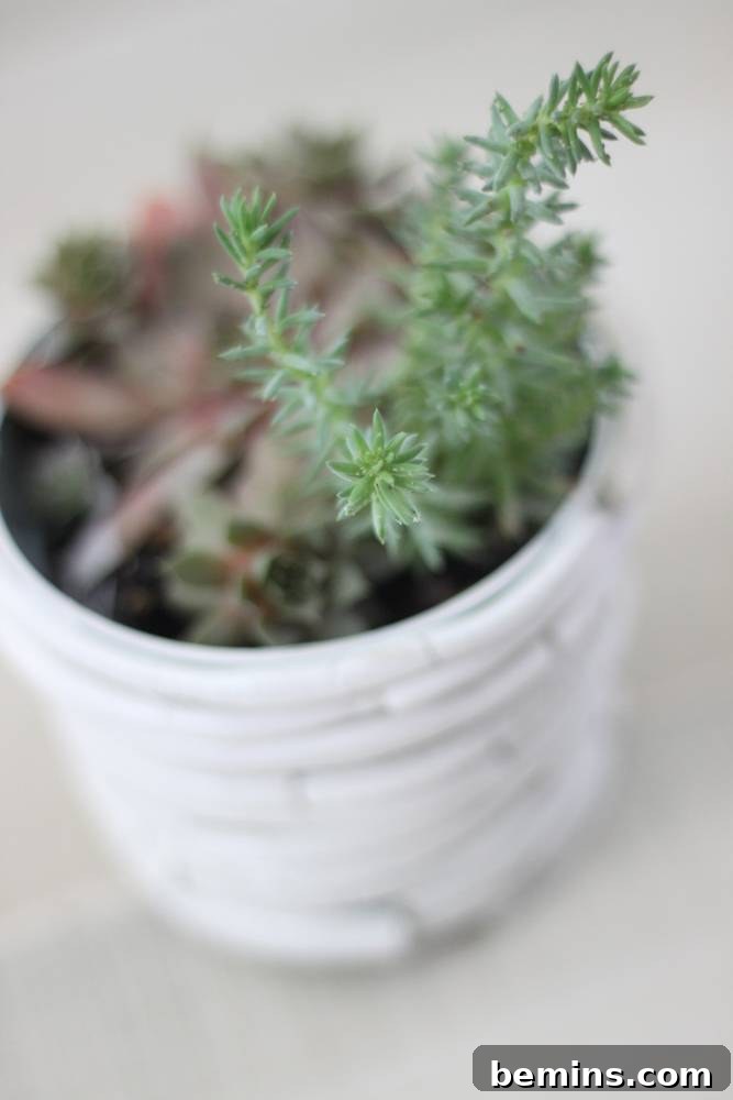 Curiosity Planter: Crafting a Quirky DIY "Bone" Vase 11 Beautiful DIY Bone Vase - a unique and elegant home decor piece