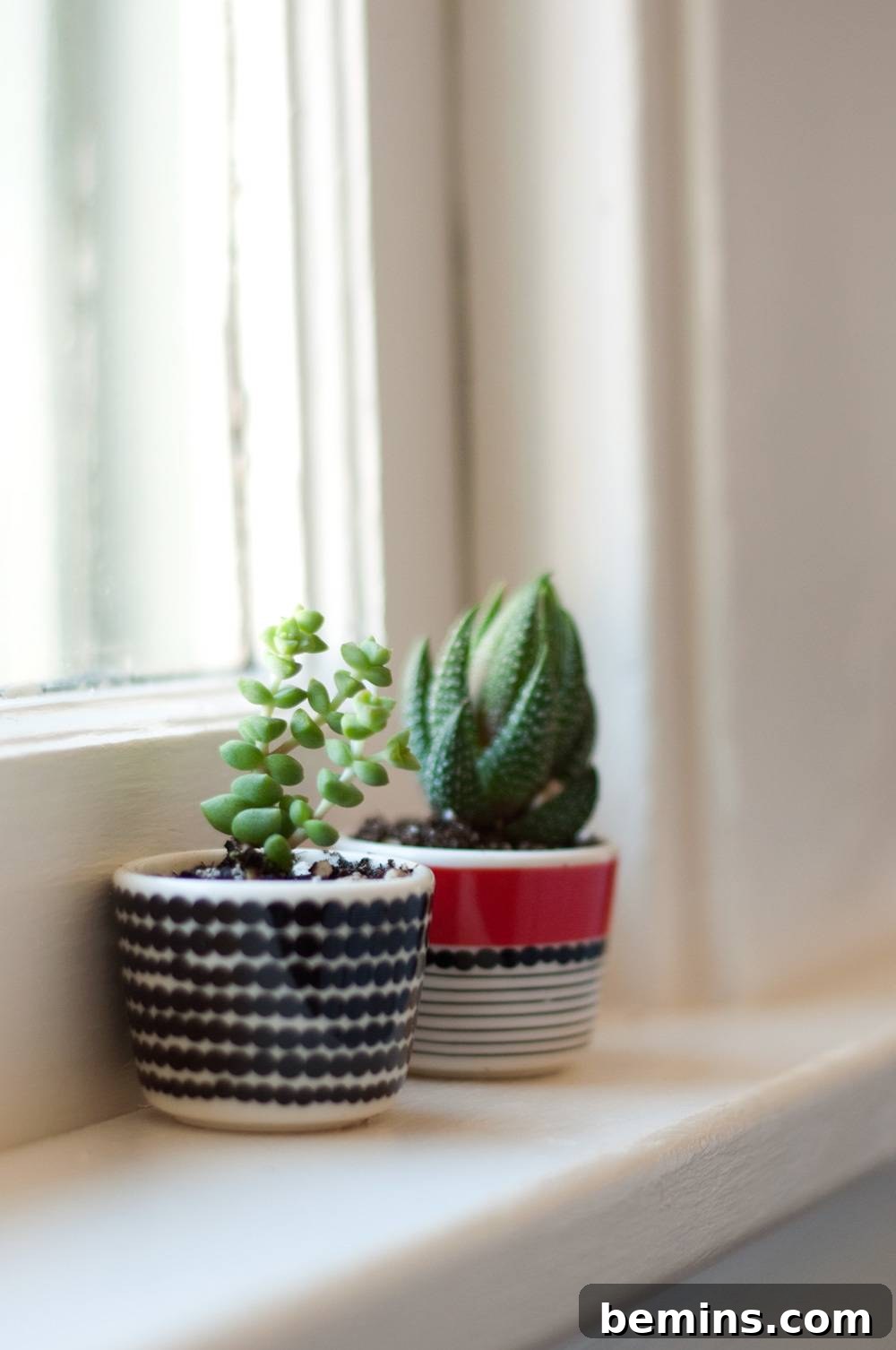 Two small potted plants sitting next to one another on a white windowsill in a sunny room.