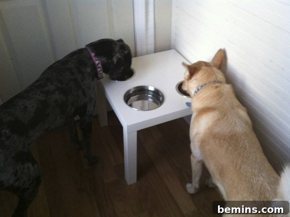 12 Genius IKEA LACK Hacks for a Stylish Home 13 IKEA LACK Table Hack: Dog Diner