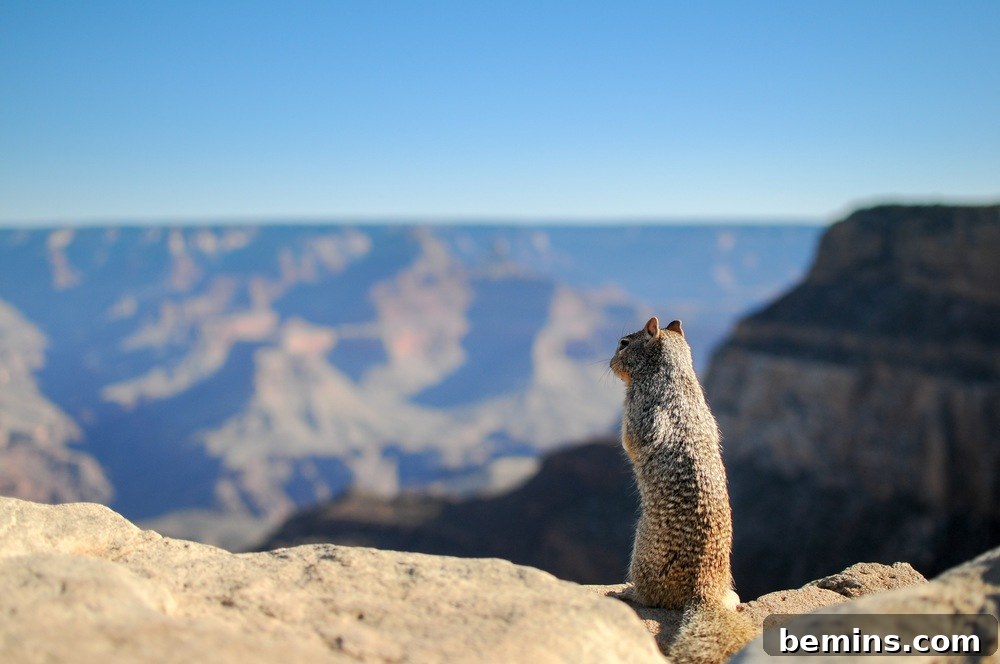 Squirrel looking mischievous
