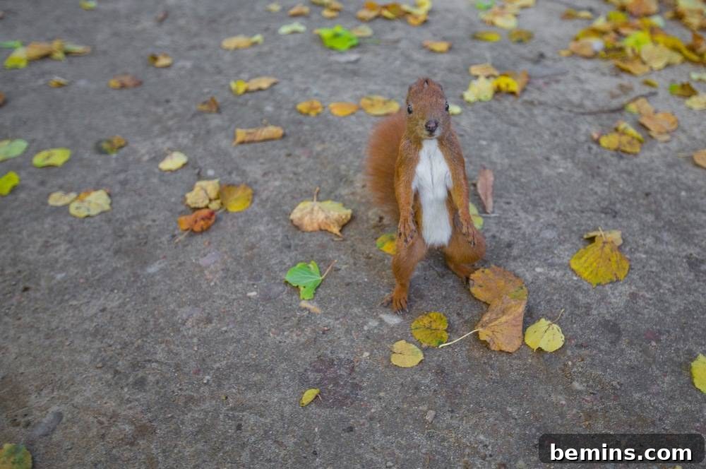Surprised squirrel