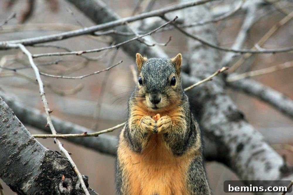 Fox Squirrel