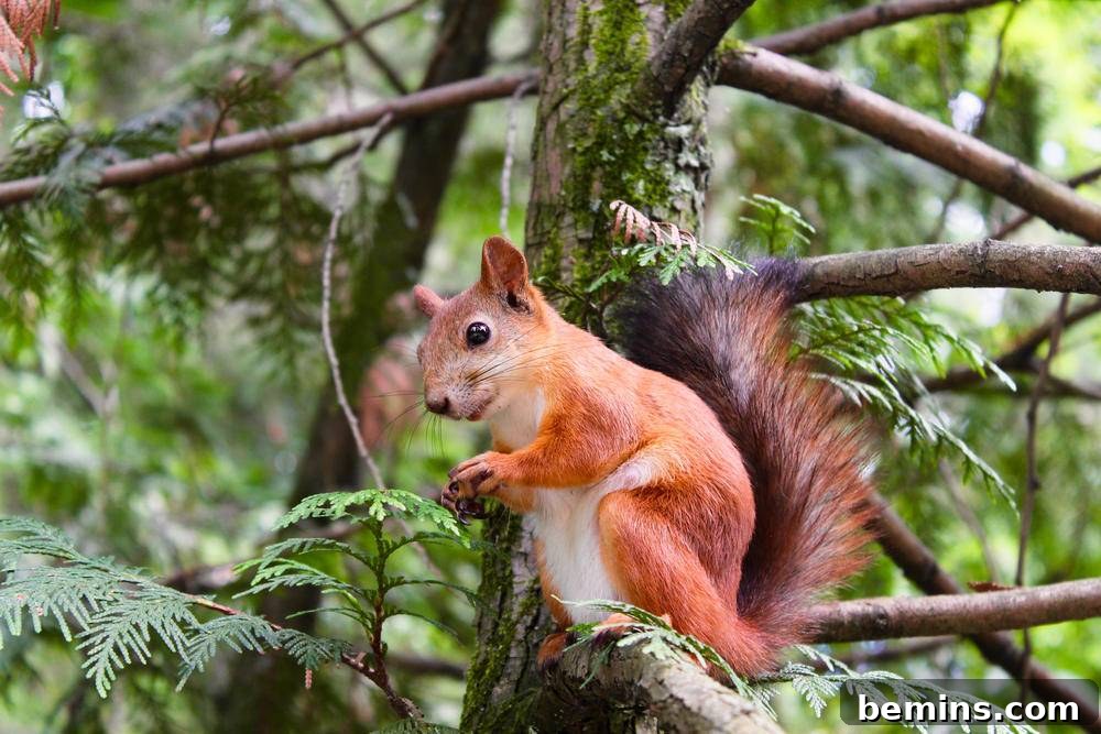 Red Squirrel