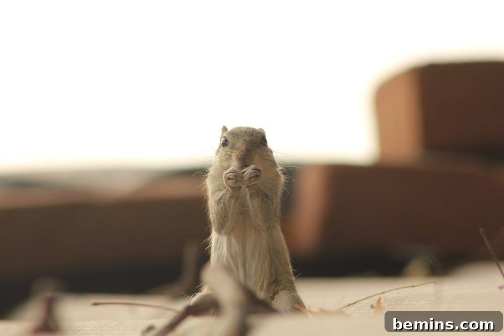 Baby Squirrel