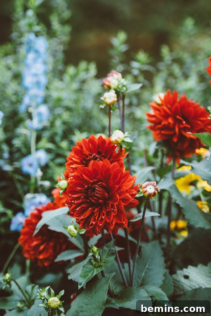Fall garden photo with mums, showcasing the beauty of autumn blooms.