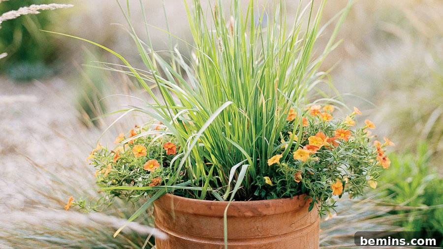 Pennisetum messiacum 'Red Bunny Tails' adds height and color to a fall garden.