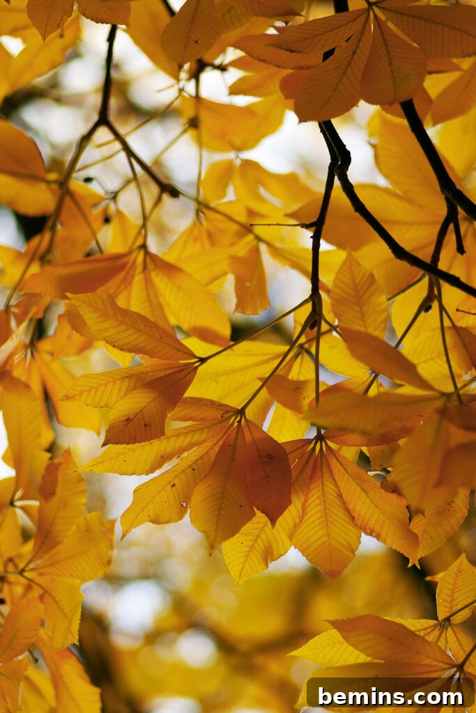 Golden fall trees provide a stunning backdrop for any autumn garden.