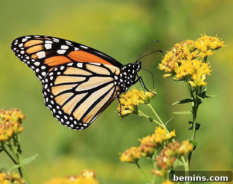 Butterflies love Goldenrod, making it a valuable addition to any garden.
