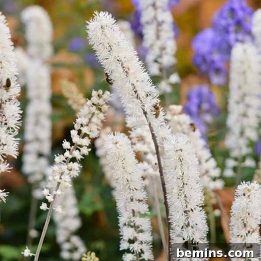 Bugbane, also known as Actaea, is a unique and attractive perennial plant.