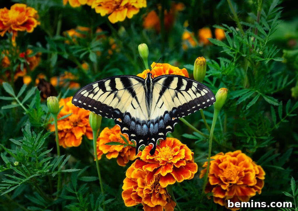 Marigolds thrive in cooler temperatures and add a vibrant touch to fall gardens.