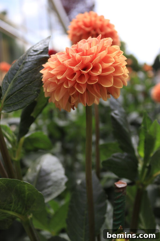 Lovely pink orange fall Dahlia, a perfect addition to any autumn garden.