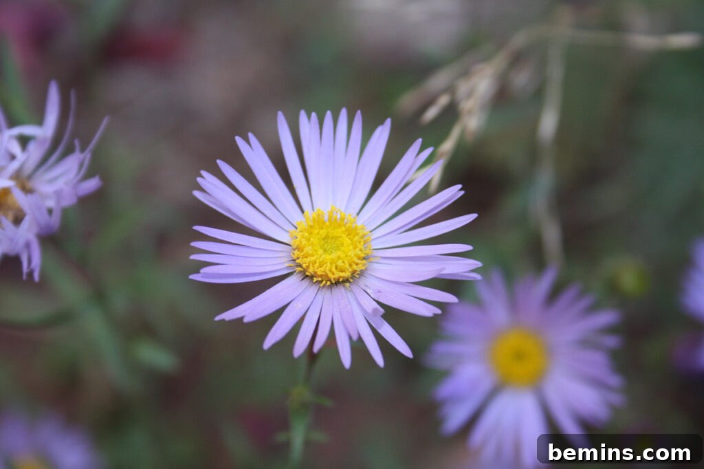 Asters, the daisy-like flower, are a beautiful addition to any fall garden.