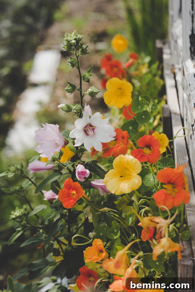 Nasturtium, a versatile flower that thrives in the fall, adding vibrant color to any garden.
