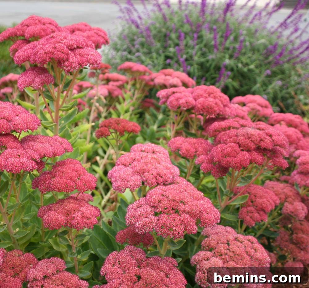 Autumn Joy Sedum, a hardy plant that thrives in dryer soil, perfect for fall gardens.