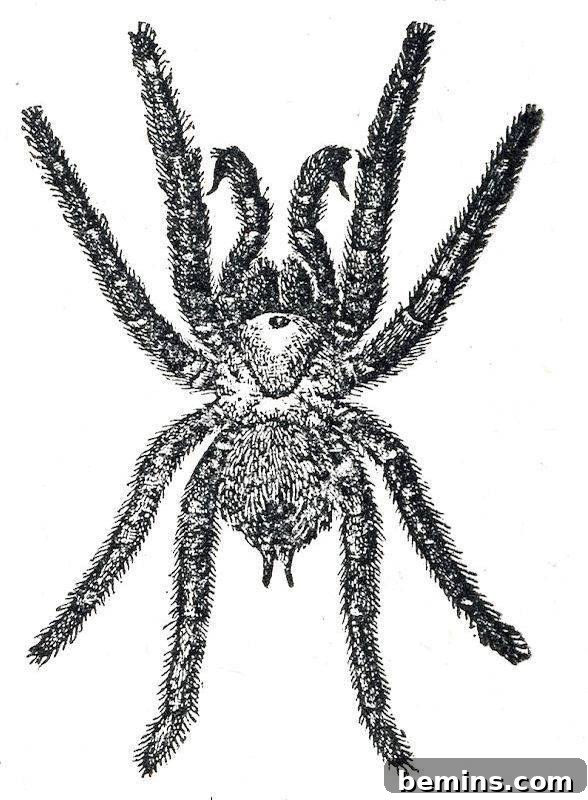 Vintage Halloween Tarantula Printable
