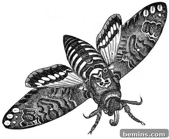 Vintage Halloween Moth Image