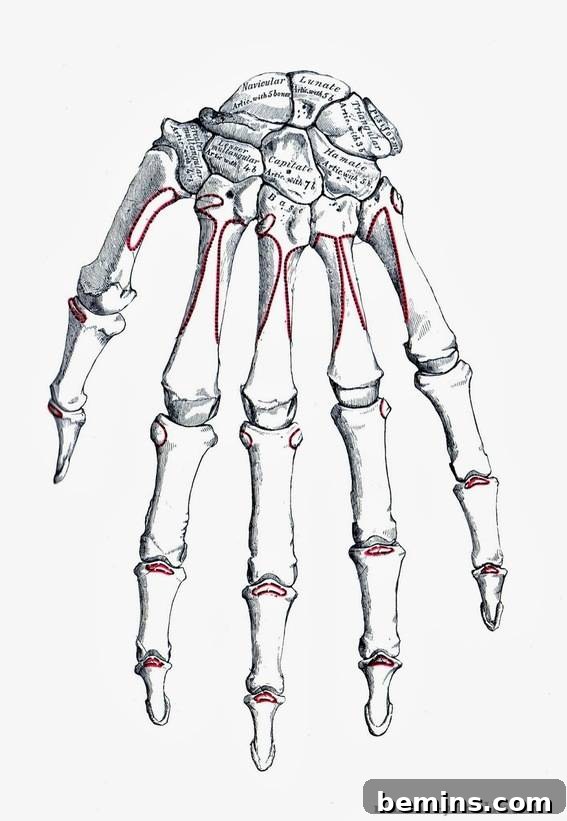 Vintage Halloween Human Hand Skeleton