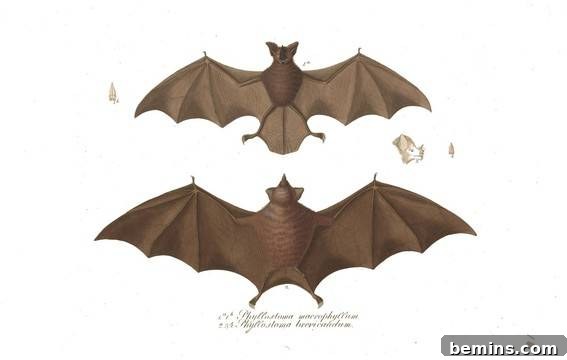 Vintage Halloween Bat Species Image