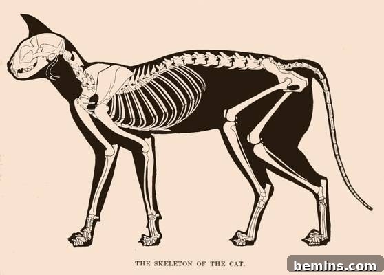 Vintage Halloween Cat Skeleton