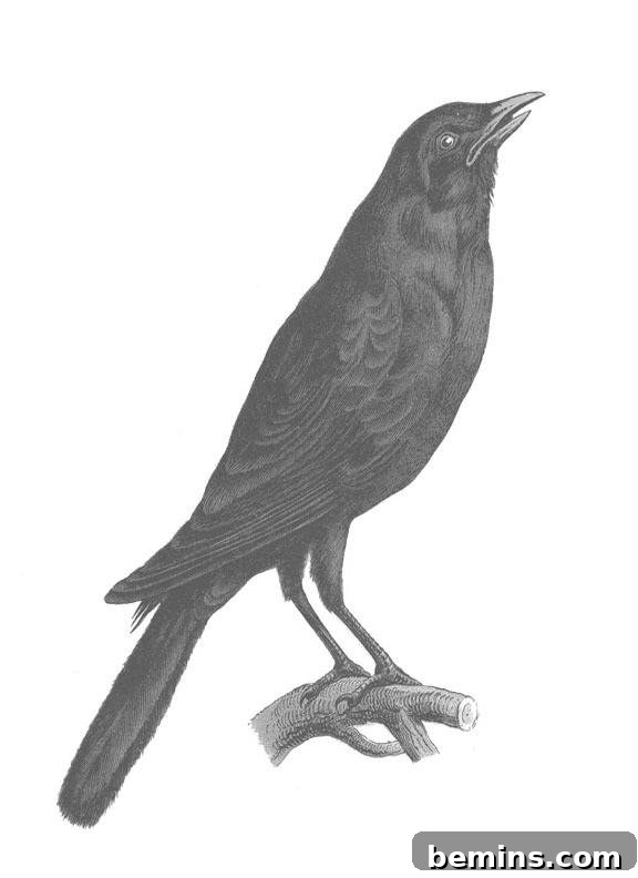Vintage Halloween Crow Printable