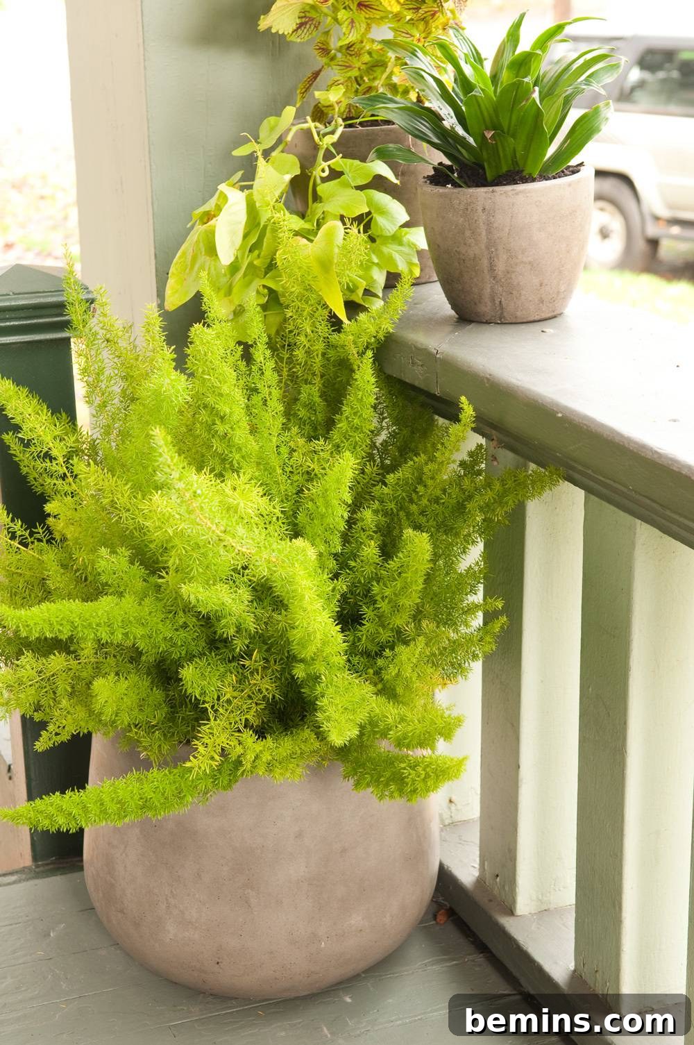 Potted plants on a front porch.